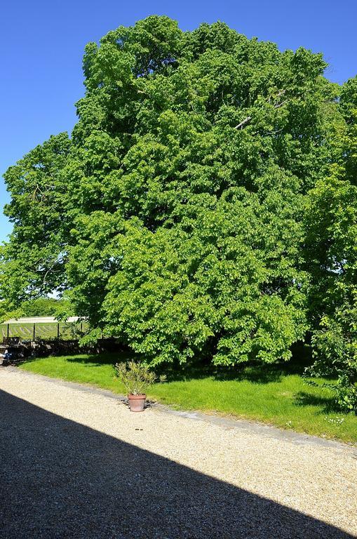 Le Vieux Noyer Bed & Breakfast Saint-Maurice-de-Tavernole Luaran gambar